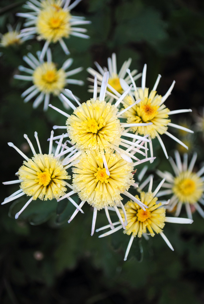 November Bloom Day