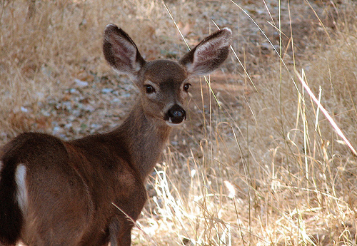 Oh Deer
